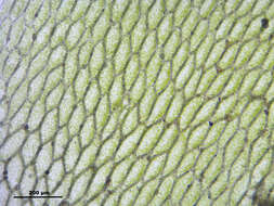 Image of hookeria moss