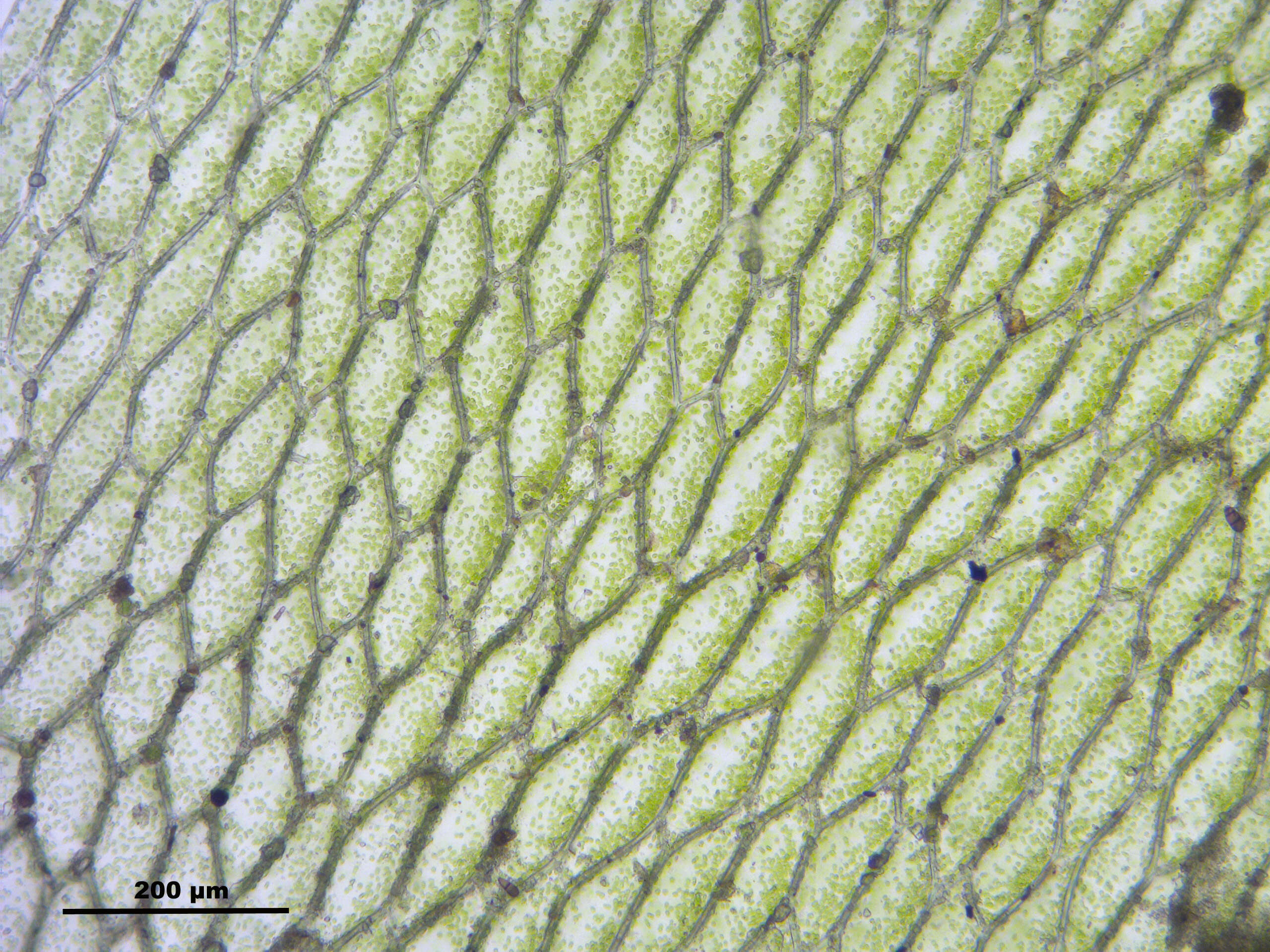 Image of hookeria moss