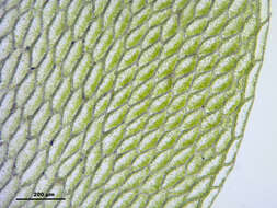 Image of hookeria moss