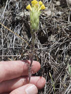 Image of cutleaf Indian paintbrush