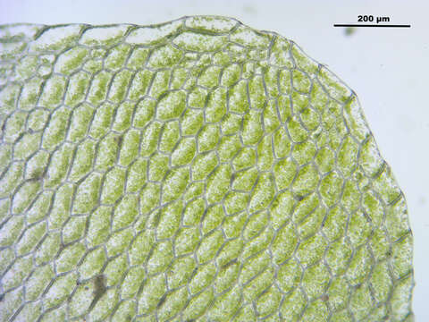 Image of hookeria moss