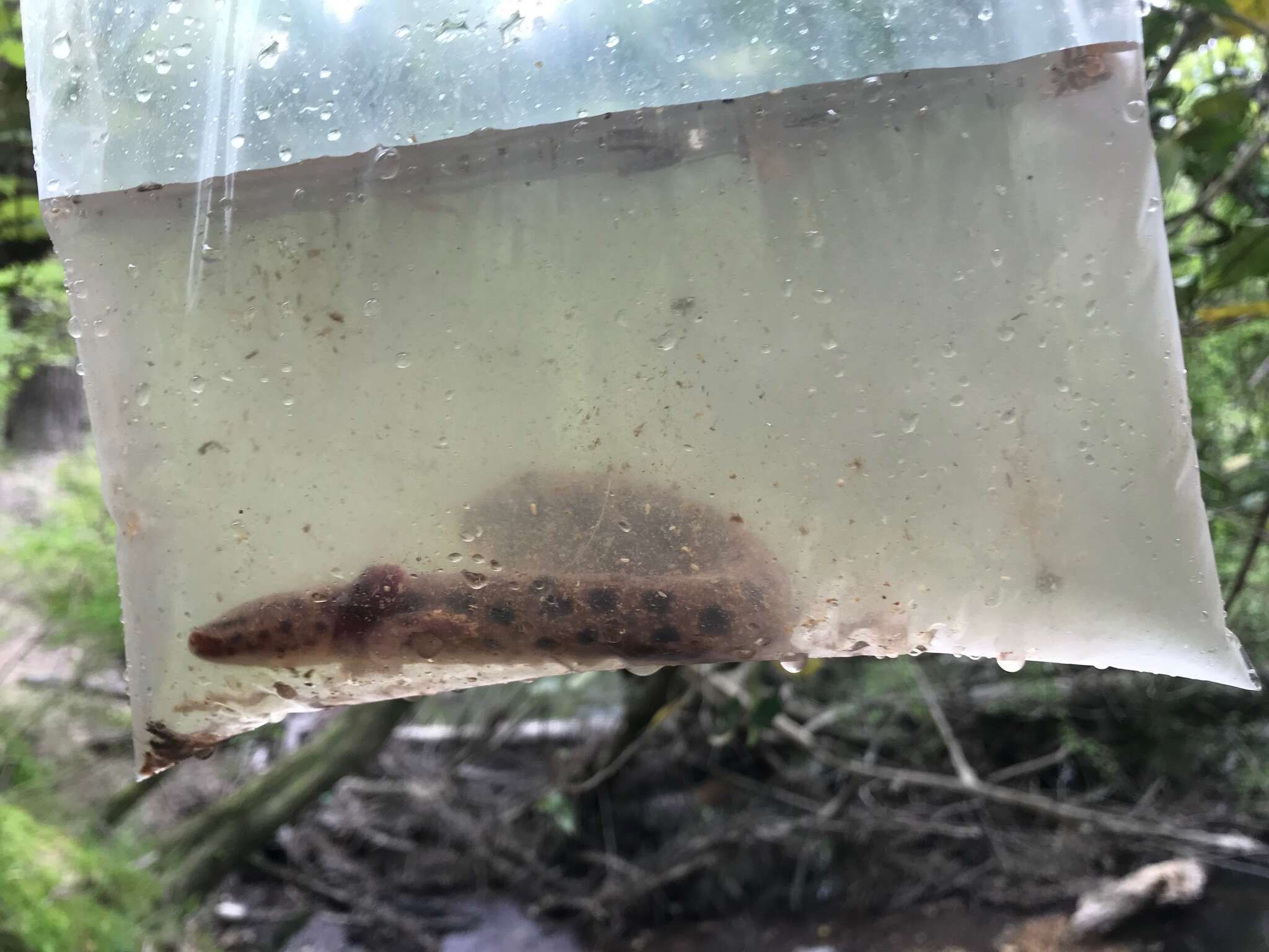 Image of Gulf Coast Waterdog