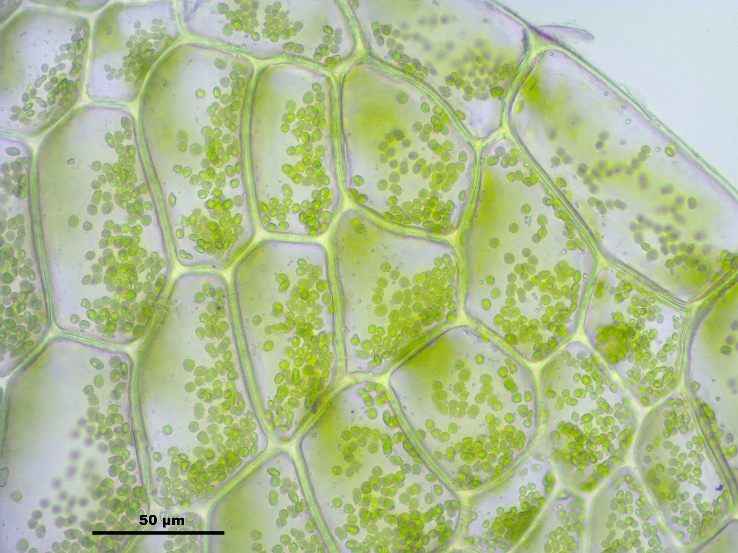 Image of hookeria moss