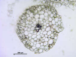 Image of hookeria moss