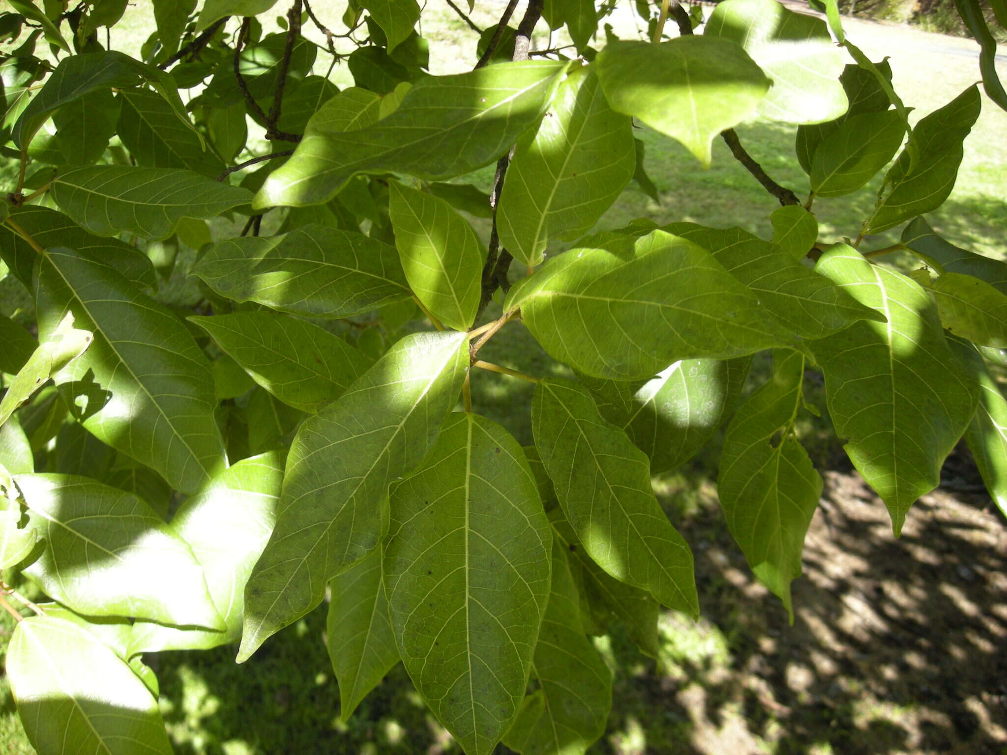 Image of clustertree