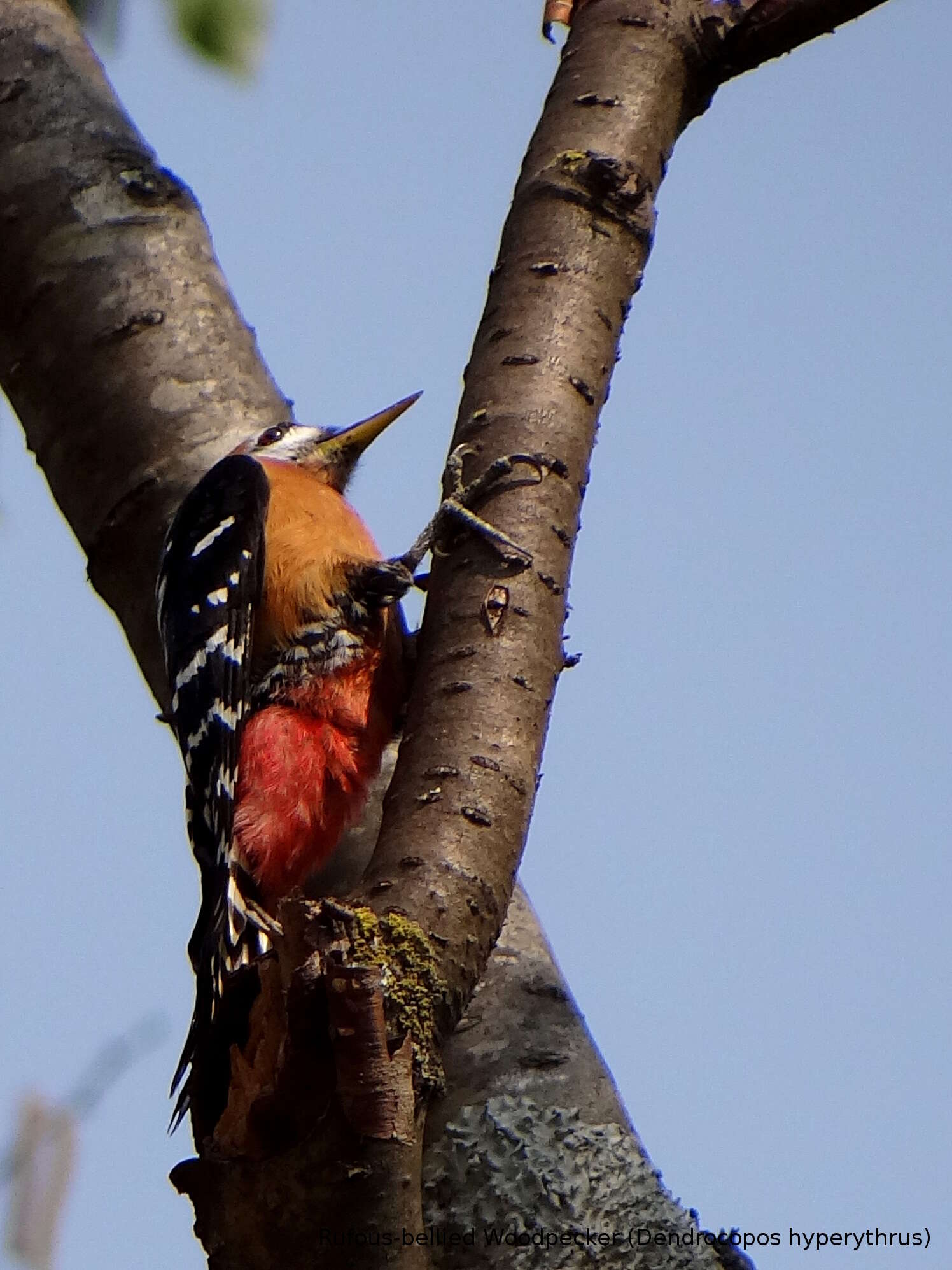 Image of Rufous-bellied Woodpecker