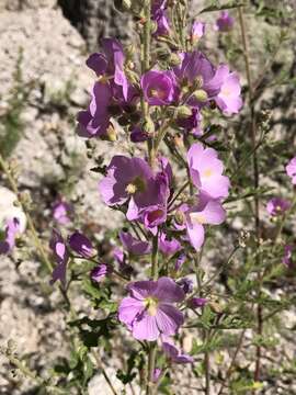 Imagem de Sphaeralcea fendleri var. venusta (Kearney) Kearney