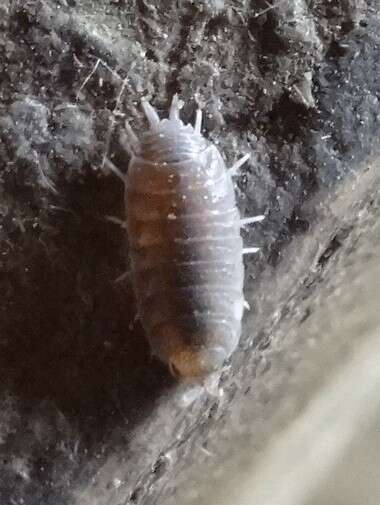 Image of Isopod