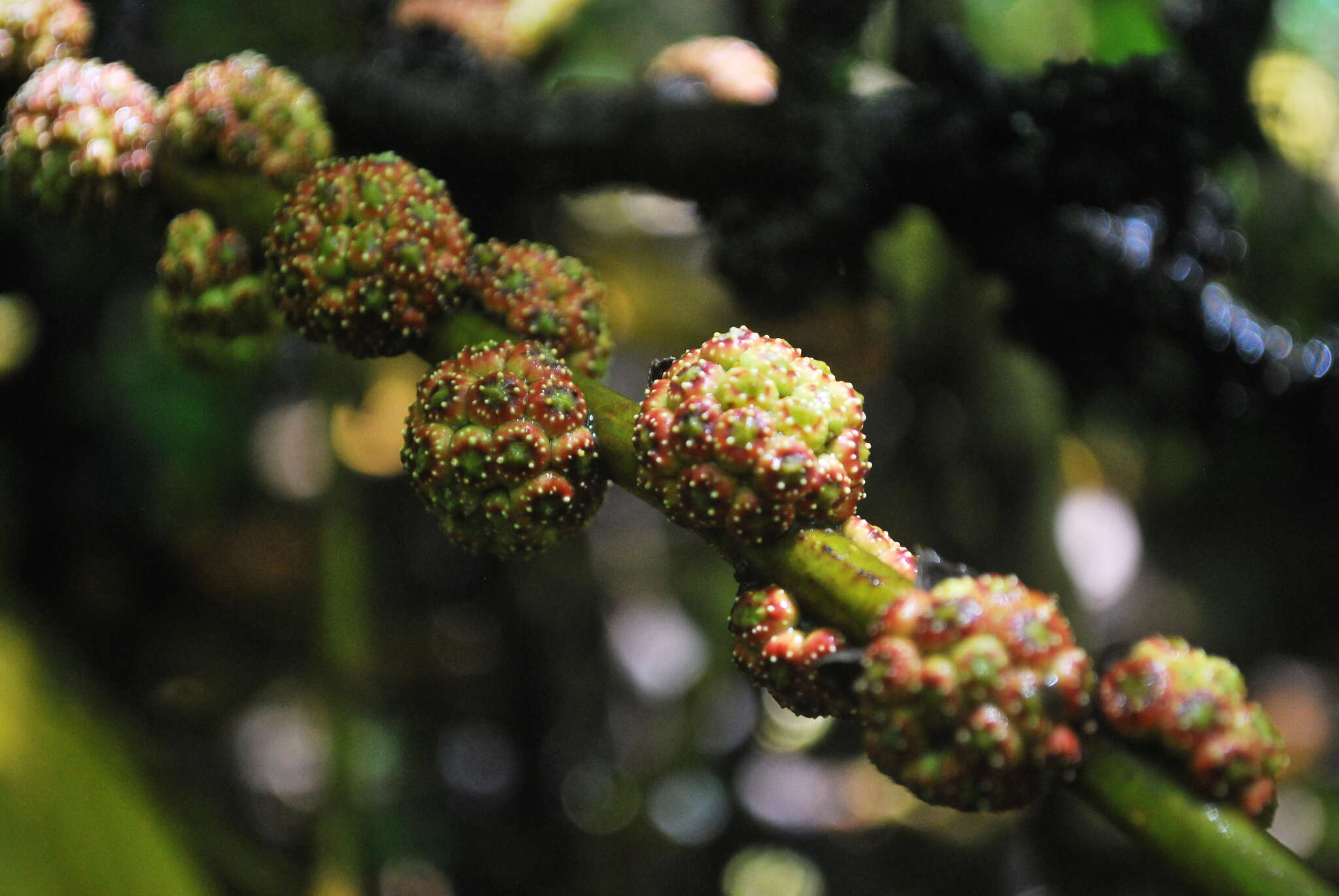 Image of Ficus minahassae (Teijsm. & De Vriese) Miq.