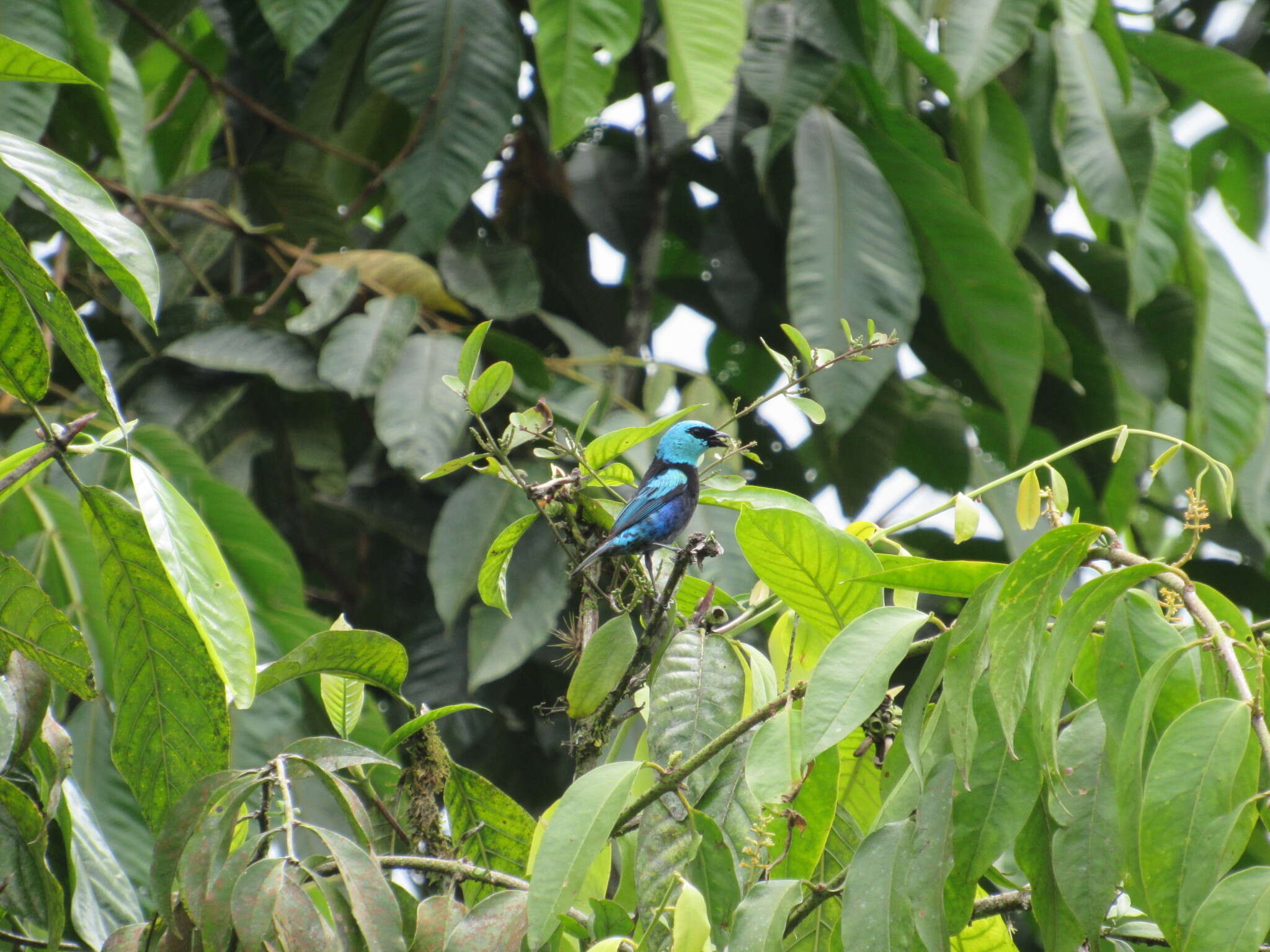 Stilpnia cyanicollis cyanopygia (Berlepsch & Taczanowski 1884) resmi