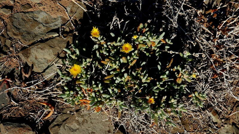 صورة Malephora crassa (L. Bol.) Jacobsen & Schwant.