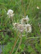 Image of Antennaria caucasica A. Boriss.