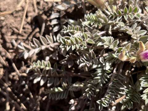 Image of chestnut milkvetch