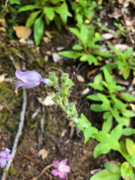 Image of Rattan's beardtongue