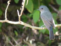Image of Nilgiri Flycatcher