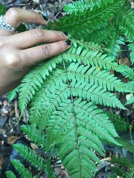 Image de Dryopteris erythrosora (D. C. Eat.) O. Kuntze