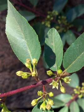 Image of red buckthorn