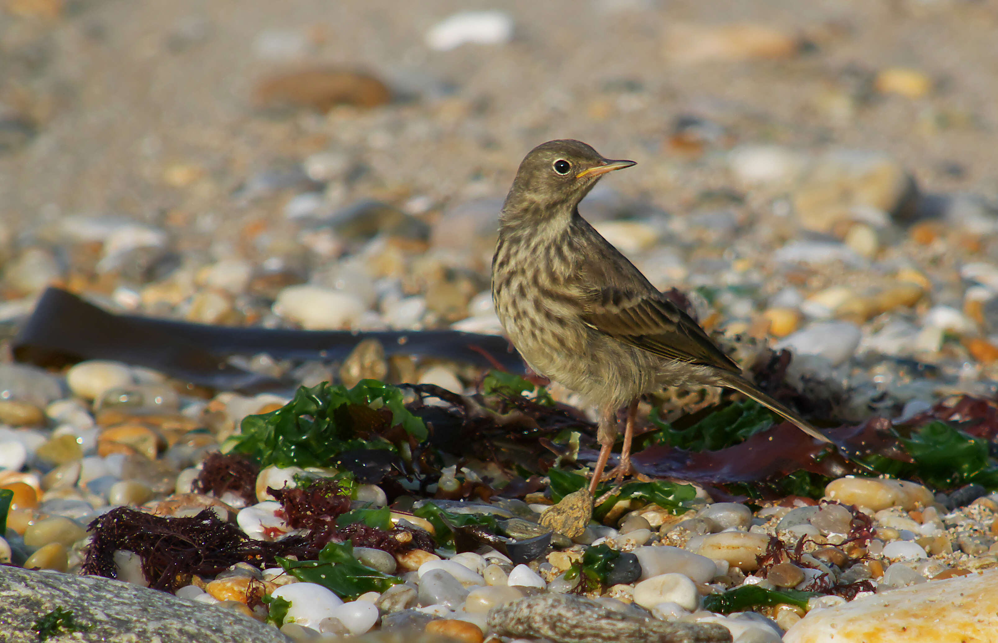 Anthus petrosus (Montagu 1798) resmi