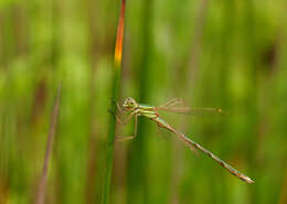 Image of Migrant Spreadwing