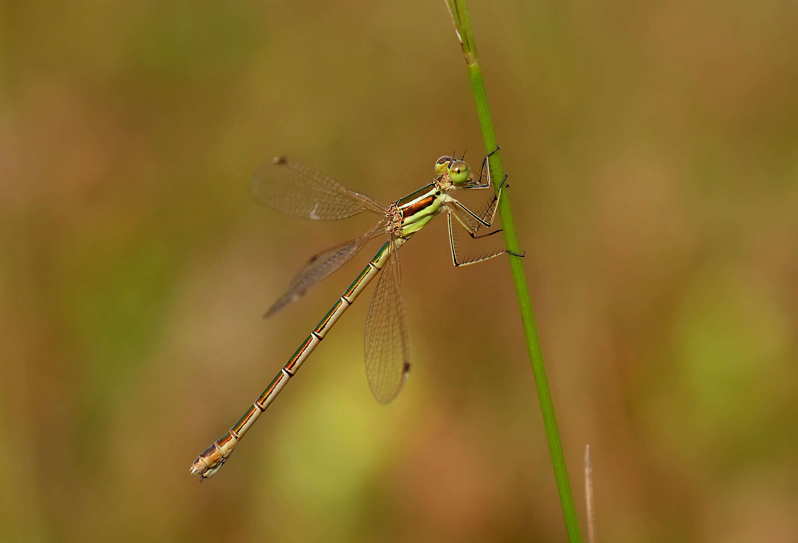 Image of Migrant Spreadwing