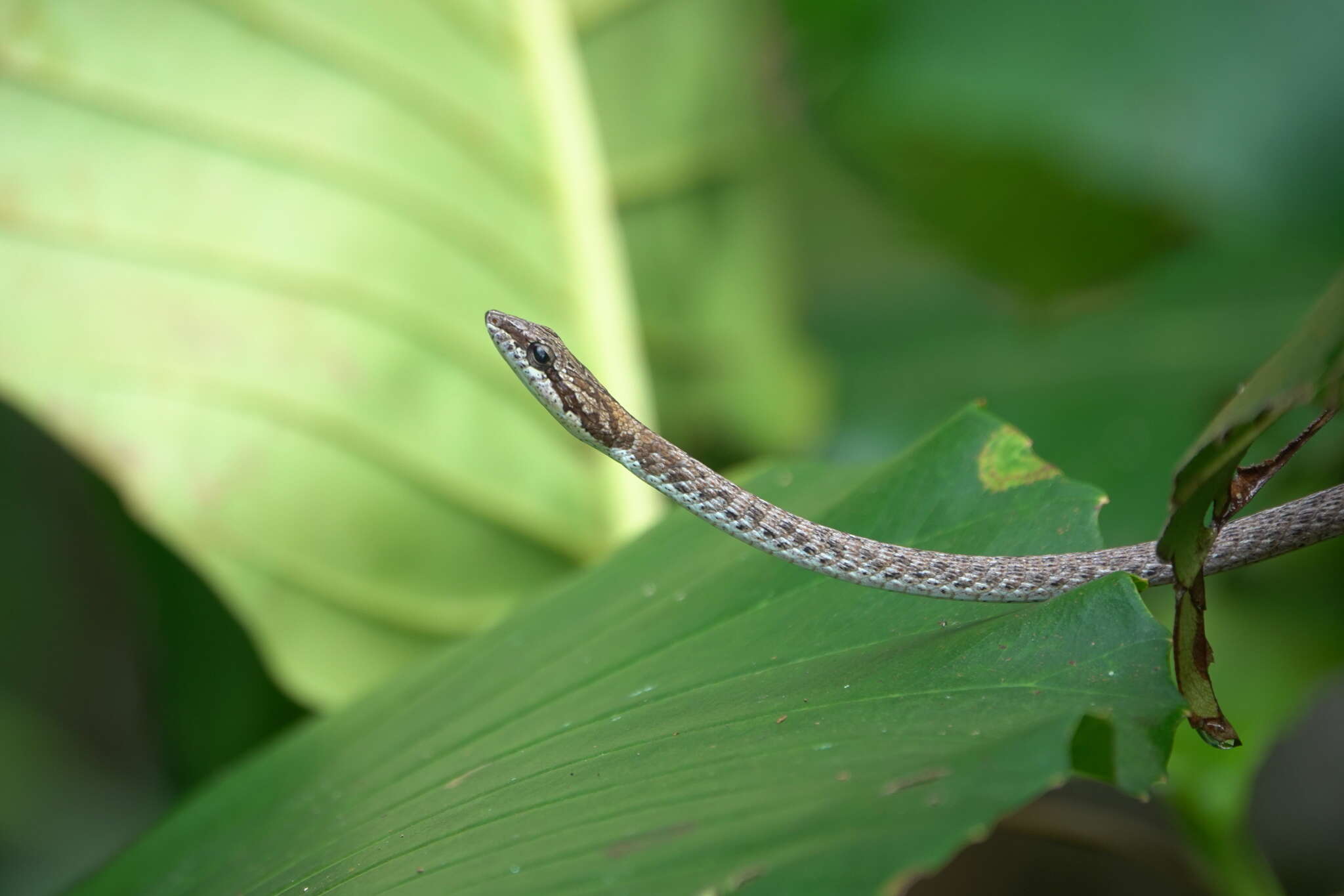 Image of Brown Whip Snake