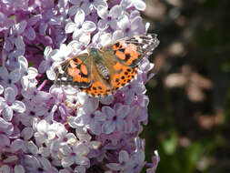 Plancia ëd Vanessa cardui