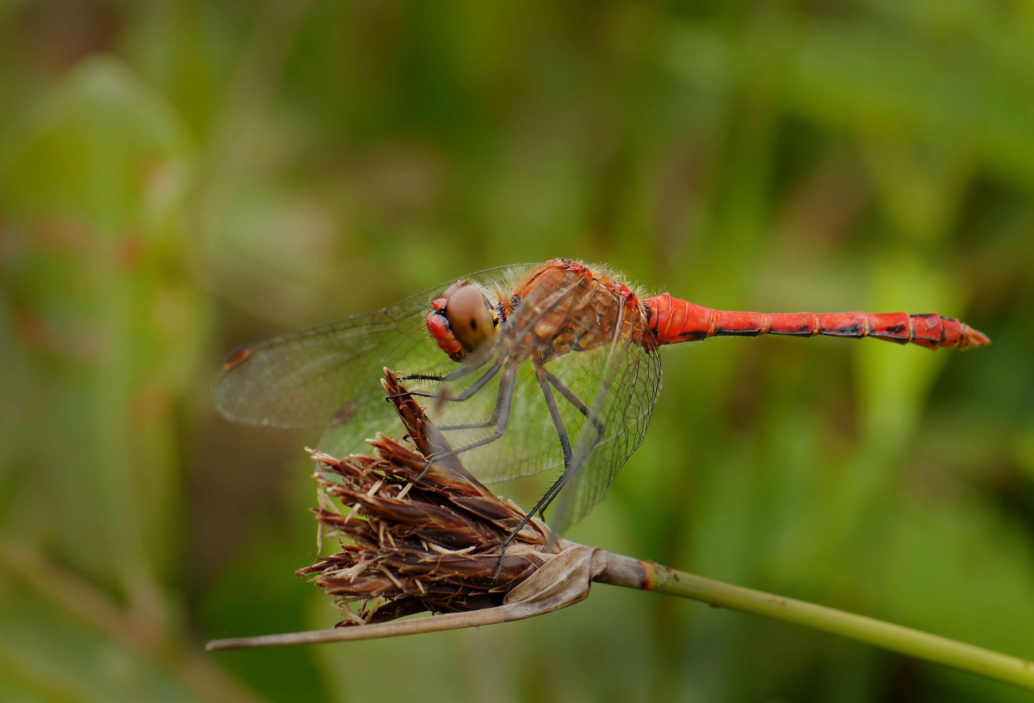 Image of Ruddy Darter