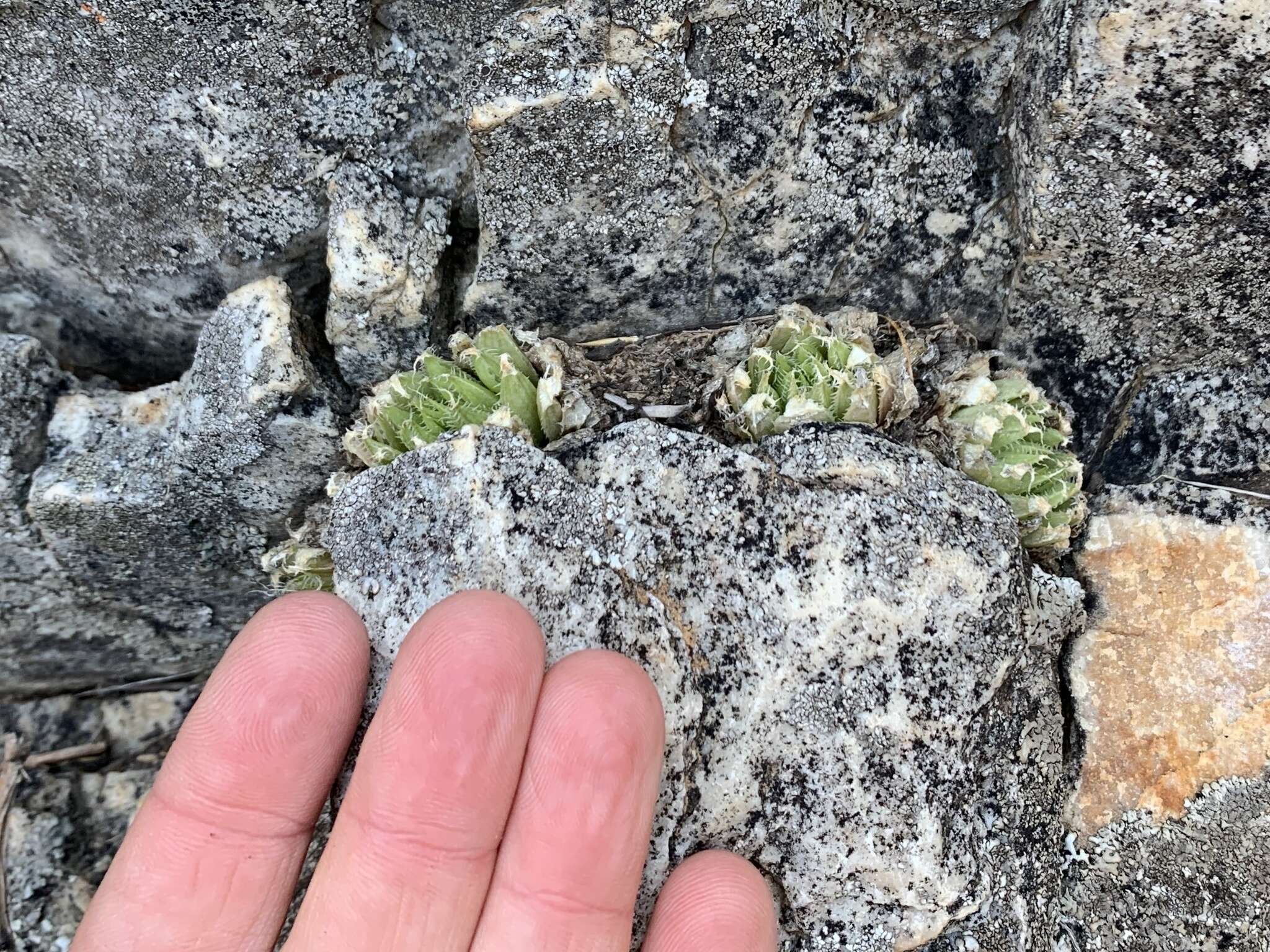 Image de Haworthia marumiana var. viridis M. B. Bayer