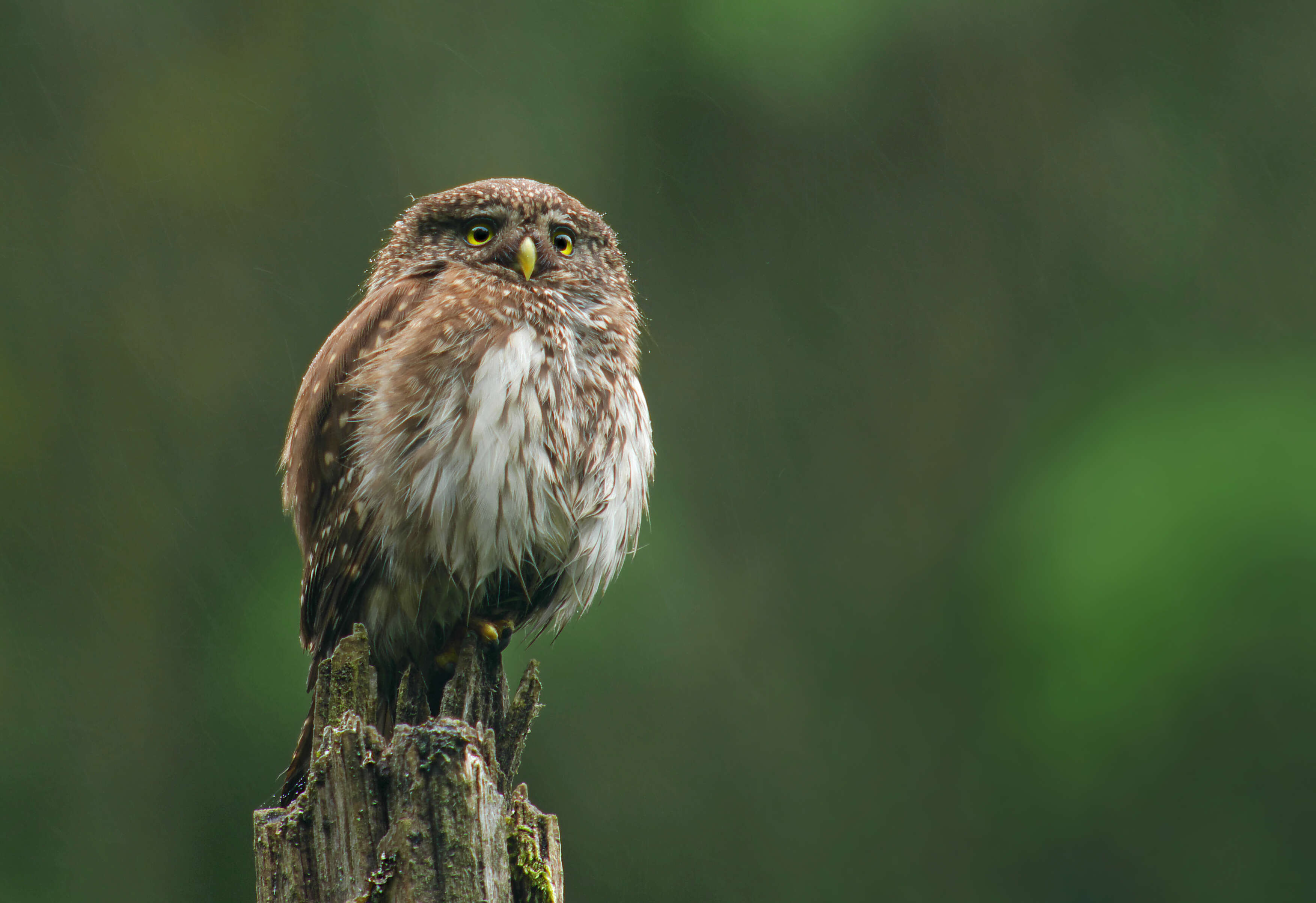 Image of Eurasian Pygmy Owl