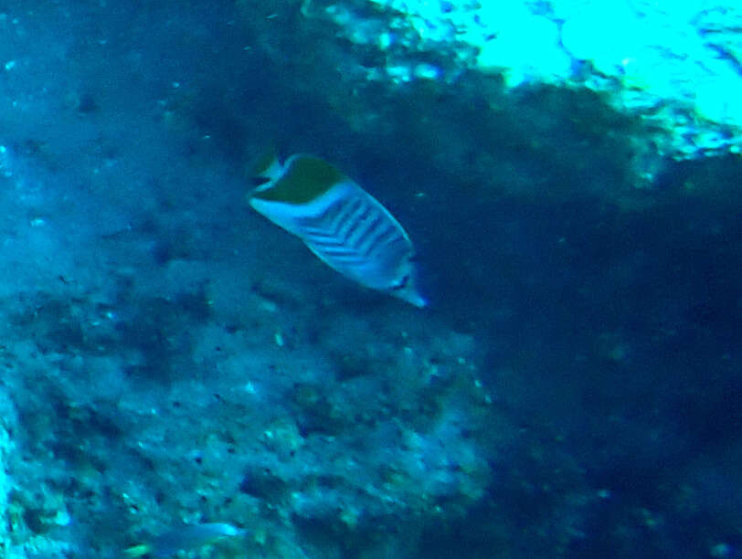 Image of Indian Ocean Chevron Butterflyfish