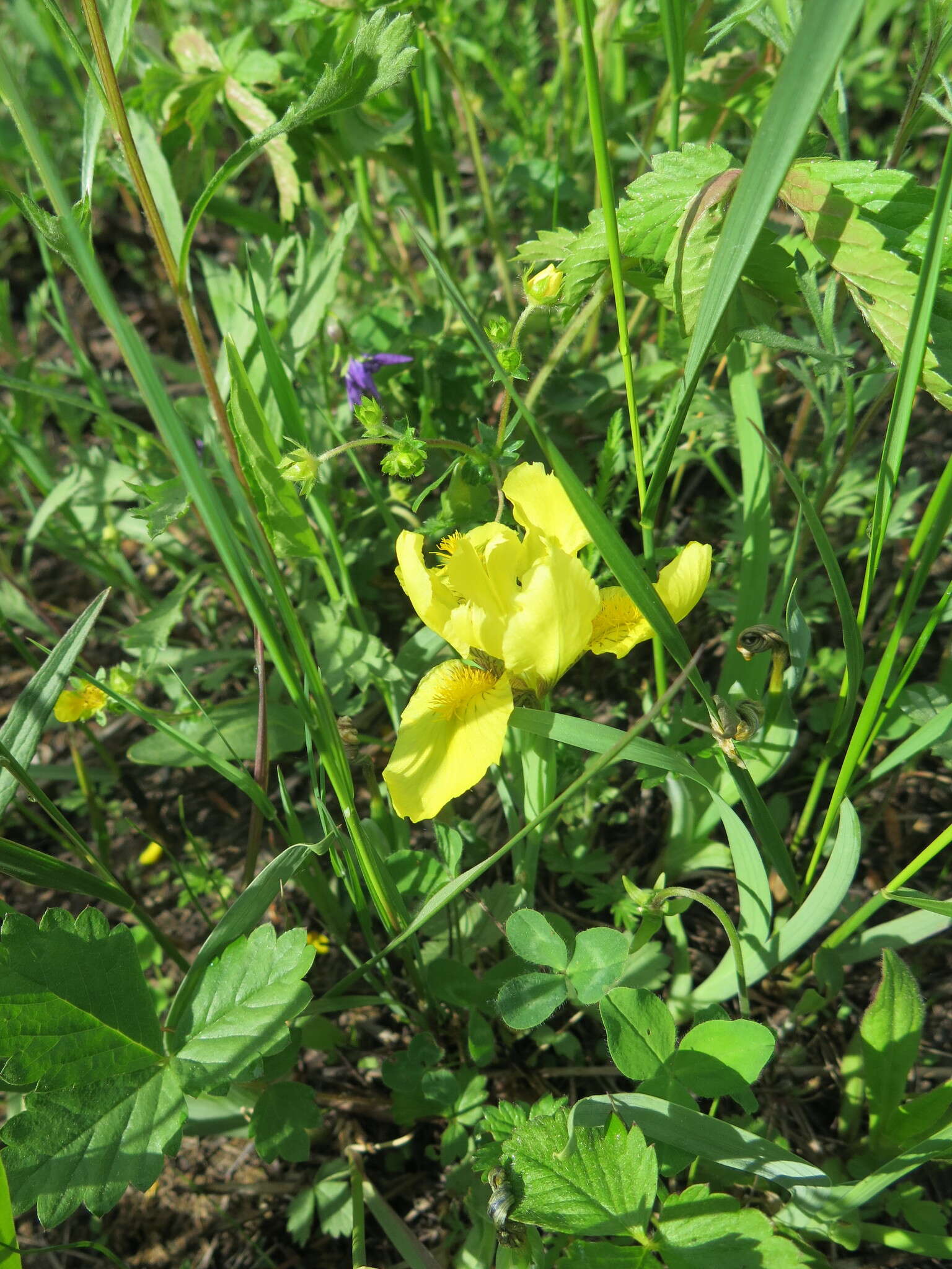 Image de Iris mandshurica Maxim.