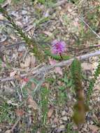 Image of Melaleuca gibbosa Labill.