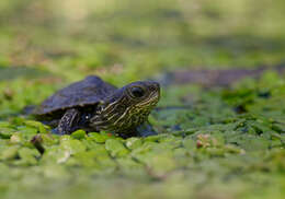 Image of Balkan pond turtle