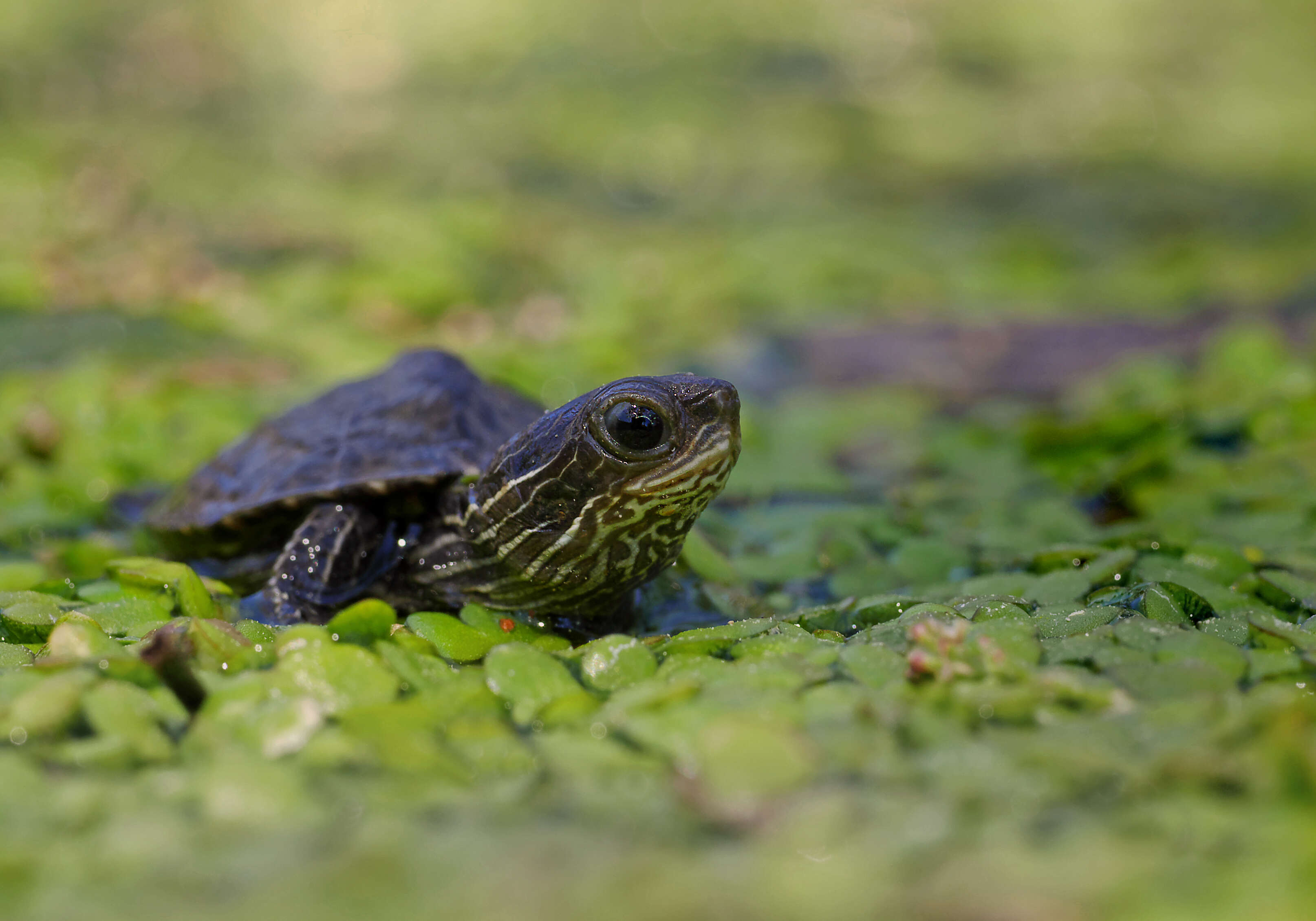 Image of Balkan pond turtle