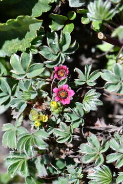 Image of Potentilla purpurea (Royle) Hook. fil.