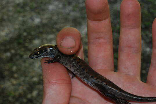 Sphenomorphus jobiensis (Meyer 1874) resmi