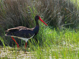 Image of Black Stork