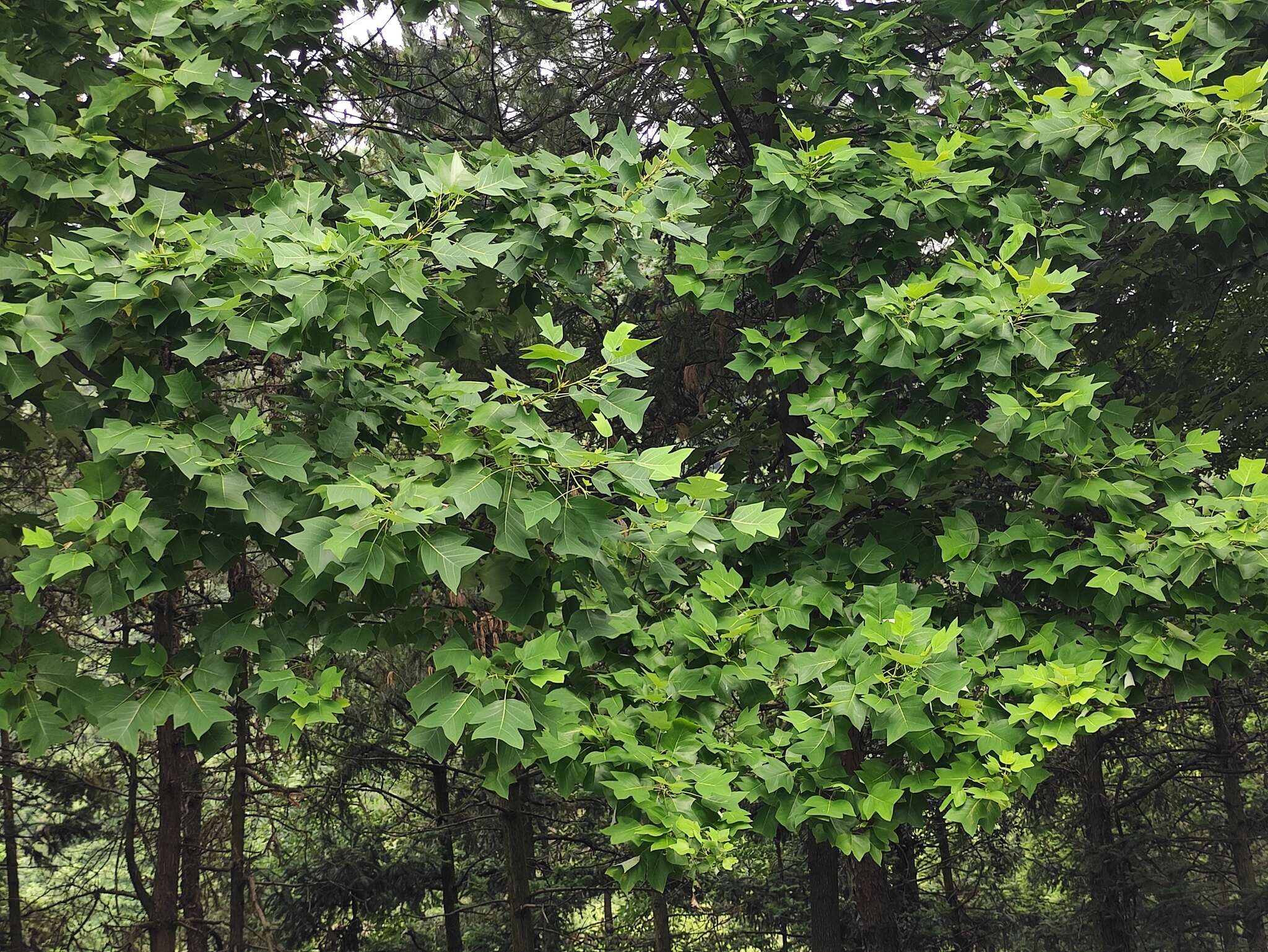 Image of Chinese Tulip Tree