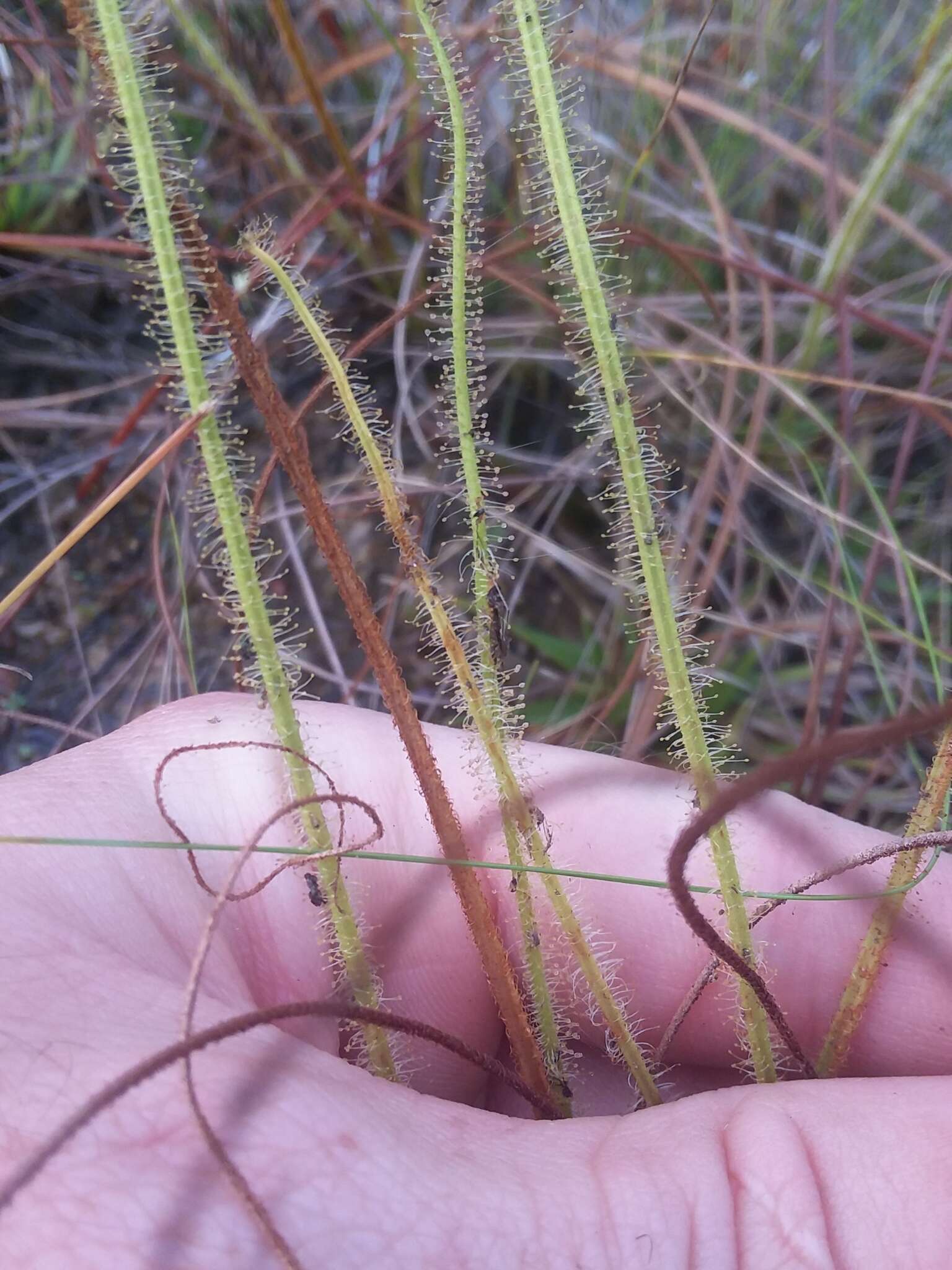 Drosera filiformis var. tracyi (Macf. ex Diels) Diels的圖片