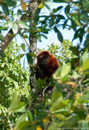 Image of Guianan Red Howler Monkey