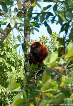 Imagem de Alouatta macconnelli Elliot 1910