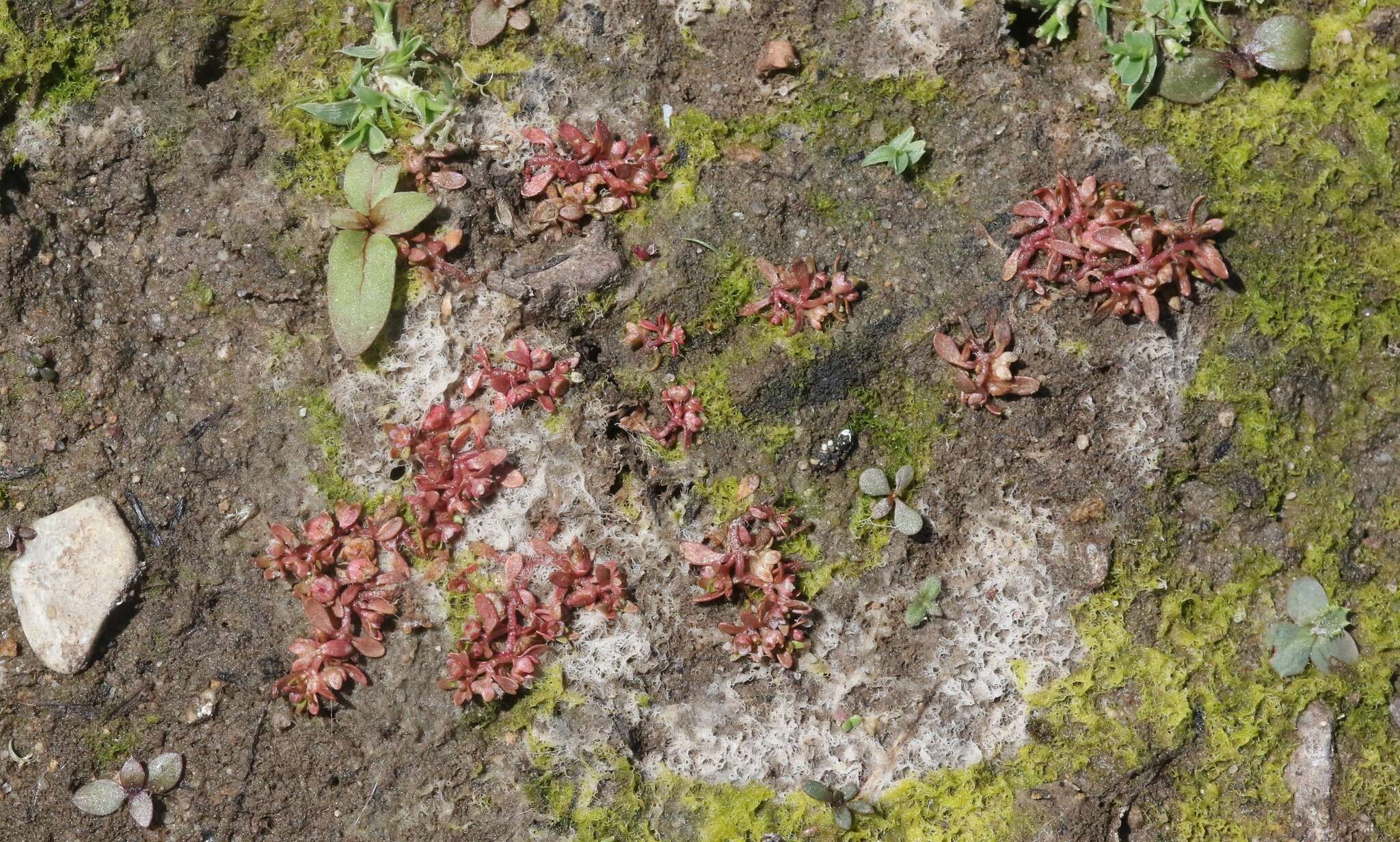 Image of California Waterwort