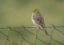 Image of Cinereous Bunting