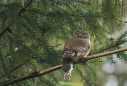 Image of Eurasian Pygmy Owl