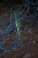 Image de Antirrhinum subcordatum A. Gray