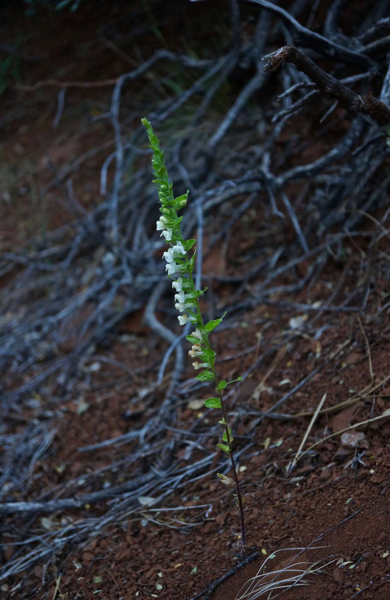 Image de Antirrhinum subcordatum A. Gray