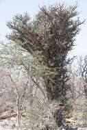 Image of Alluaudia comosa (Drake) Drake