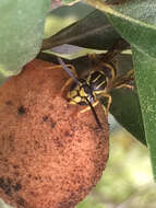 Vespula squamosa (Drury 1770) resmi