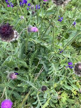 Plancia ëd Centaurea kotschyana Heuff. ex Koch