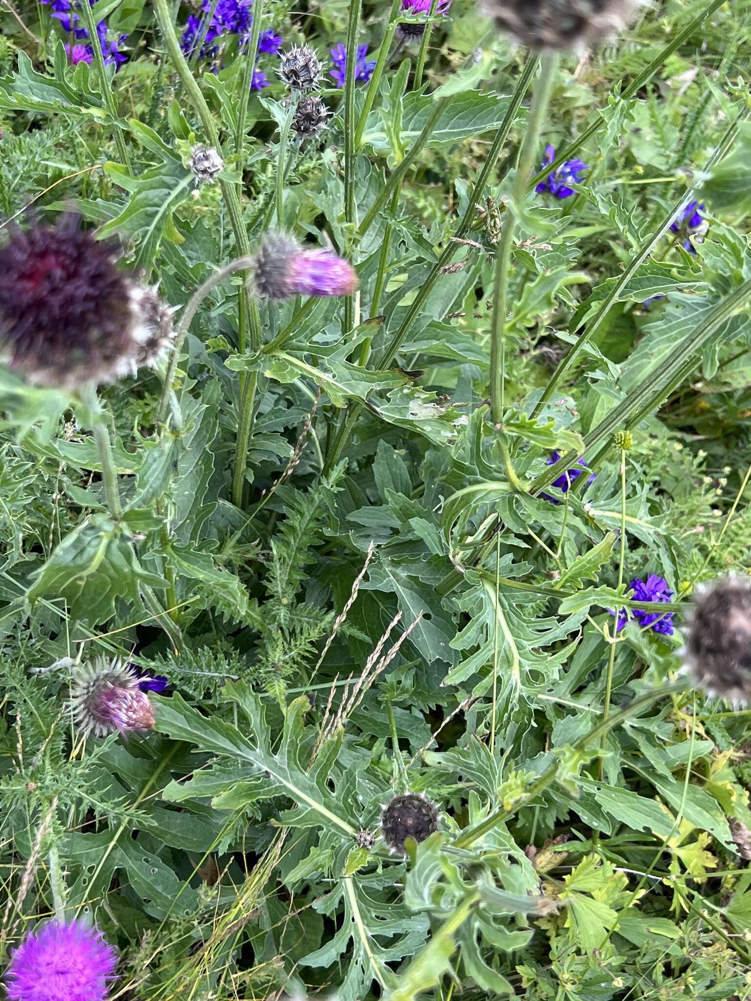 Слика од Centaurea kotschyana Heuff. ex Koch